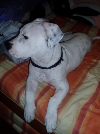 Turko